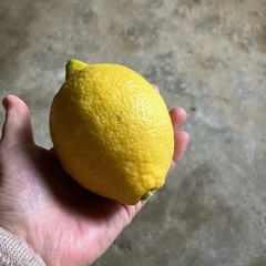 ⭕️愛媛産レモン３個セット🍋有料品お引き取りの場合は無料‼️の画像