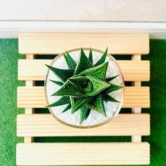 ハオルチア　リミフォリア　多肉植物　ハイドロカルチャー　ゼオライトの画像