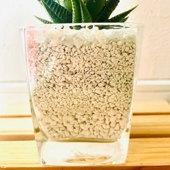 ハオルチア　リミフォリア　多肉植物　ハイドロカルチャー　ゼオライトの画像