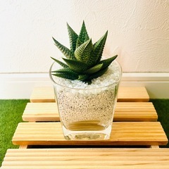 ハオルチア　リミフォリア　多肉植物　ハイドロカルチャー　ゼオライトの画像