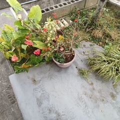 無料　モンステラ等多数植物の画像