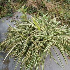 無料　モンステラ等多数植物の画像