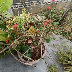 無料　モンステラ等多数植物の画像