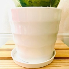 サンスベリア　シルバーハニー　観葉植物　鉢植え　そのまま飾れる　無機質の土の画像