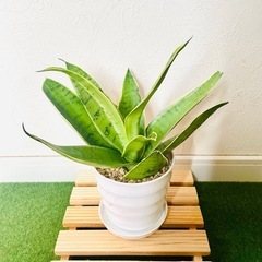 サンスベリア　シルバーハニー　観葉植物　鉢植え　そのまま飾れる　無機質の土の画像