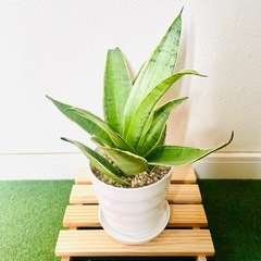 サンスベリア　シルバーハニー　観葉植物　鉢植え　そのまま飾れる　無機質の土の画像