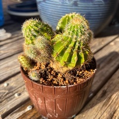 サボテン【B】の画像