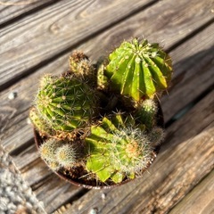 サボテン【B】の画像