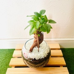ガジュマル　観葉植物　ハイドロカルチャー【Ｆ】の画像