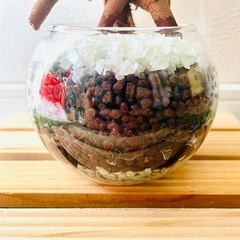 ガジュマル　観葉植物　ハイドロカルチャー【Ｆ】の画像