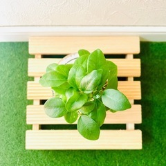 ガジュマル　観葉植物　ハイドロカルチャー【Ｆ】の画像