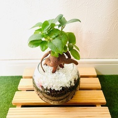 ガジュマル　観葉植物　ハイドロカルチャー【Ｆ】の画像