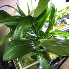 ヤマサキカズラ水上葉の画像