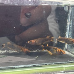 めだか　五式TYPE R （オスのみ鰭長）2Pの画像