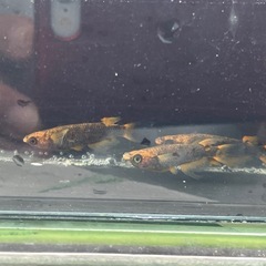 めだか　五式TYPE R （オスのみ鰭長）2Pの画像