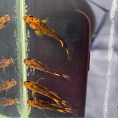 めだか　五式TYPE R （オスのみ鰭長）2Pの画像