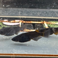 メダカ 黒心龍🐉黒極み 1ペア＋メスの画像