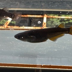 メダカ 黒心龍🐉黒極み 1ペア＋メスの画像