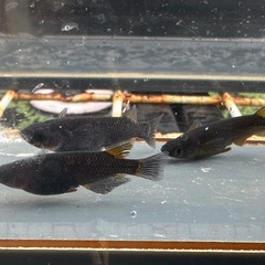 メダカ 黒心龍🐉黒極み 1ペア＋メスの画像