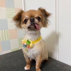 保護犬カフェ☕️のサビ管募集✨の画像