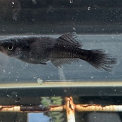 メダカ 吽形 1ペア＋メスの画像