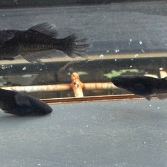 メダカ 吽形 1ペア＋メスの画像