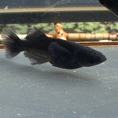 メダカ 吽形 1ペア＋メスの画像