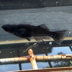 メダカ 吽形 1ペア＋メスの画像