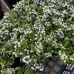 花の苗　３号から3.５号サイズの画像