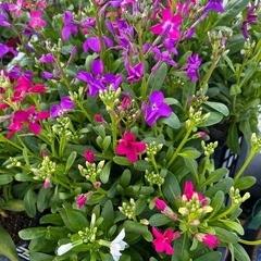 花の苗　３号から3.５号サイズの画像