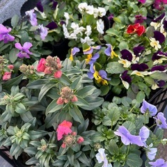 花の苗　３号から3.５号サイズの画像