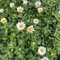 花の苗　３号から3.５号サイズの画像