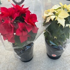 ポインセチア　５号2個セットの画像