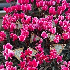 ガーデンシクラメンの画像