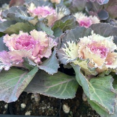 葉牡丹　ハボタン　シルバーレース　などの画像