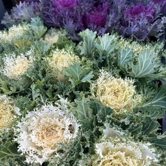 葉牡丹　ハボタン　シルバーレース　などの画像