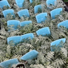 葉牡丹　ハボタン　シルバーレース　などの画像