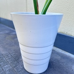 年内価格！1月値上　観葉植物 モンステラ 高級感のある陶器鉢 の画像