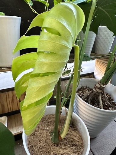 観葉植物 モンステラ 高級感のある陶器鉢