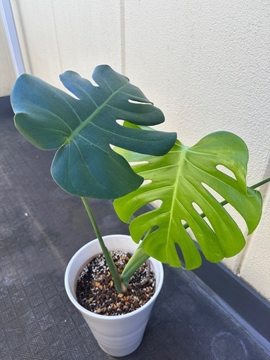 観葉植物 モンステラ 高級感のある陶器鉢