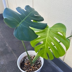 年内価格！1月値上　観葉植物 モンステラ 高級感のある陶器鉢 の画像