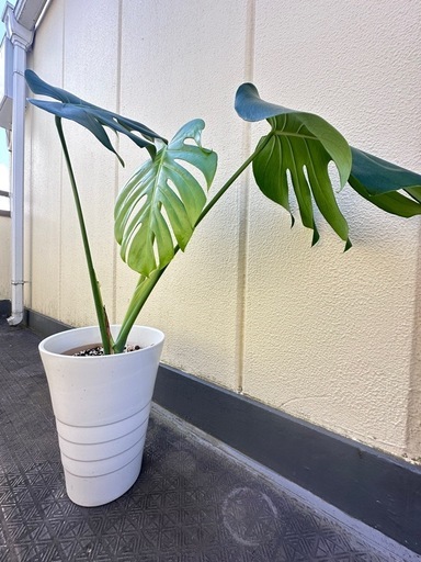 観葉植物 モンステラ 高級感のある陶器鉢