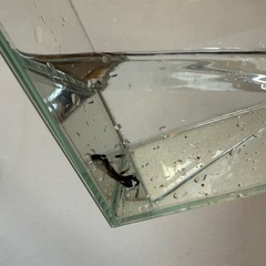 国産グッピー　4種類の画像