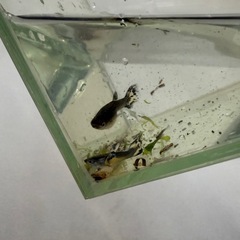 国産グッピー　4種類の画像