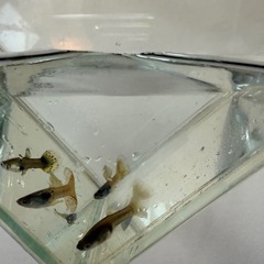 国産グッピー　4種類の画像