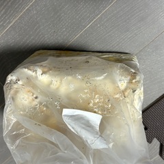 タランドゥスツヤクワガタペア（オマケ付き）の画像