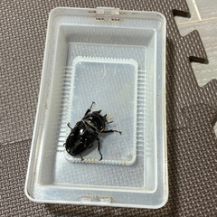 タランドゥスツヤクワガタペア（オマケ付き）の画像