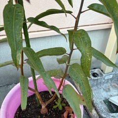 レモンユーカリ苗、
の画像