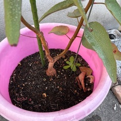 レモンユーカリ苗、
の画像