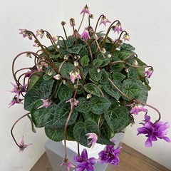 在庫処分！シクラメン　ローゼスローズブルー　魅惑シクラ　その4 の画像